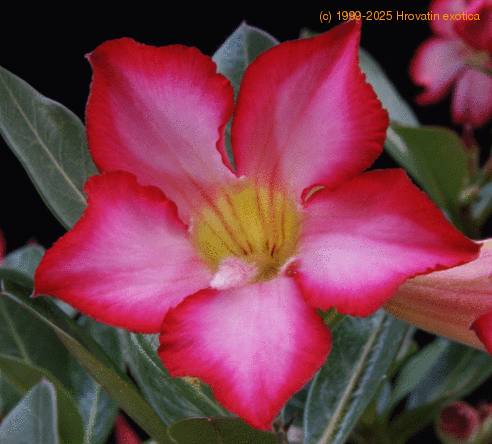 Adenium obesum SIf