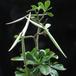 Adenium obesum SIfr