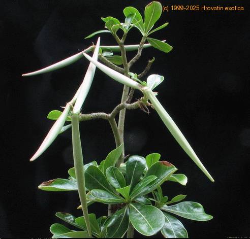 Adenium obesum SIfr