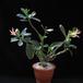 Adenium obesum sp SIb