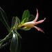 Adenium obesum sp SIf