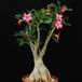 Adenium obesum1 PP20107