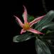 Adenium obesum1 sp SIf