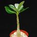 Adenium obesum2 PP20107