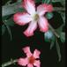 Adenium sp. 1603