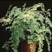 Adiantum raddianum 1943