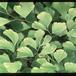 Adiantum raddianum 1944