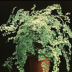 Adiantum raddianum
