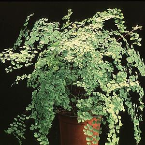 Adiantum raddianum