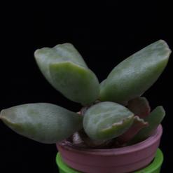 Adromischus cooperi