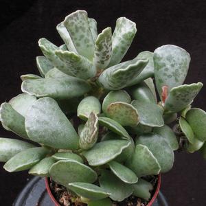 Adromischus cooperi