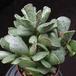 Adromischus cooperi body