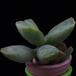 Adromischus cooperi MOP