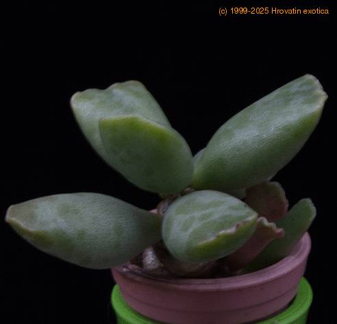 Adromischus cooperi MOP