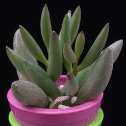 Adromischus filicaulis