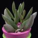 Adromischus filicaulis MOP