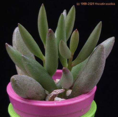 Adromischus filicaulis MOP