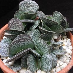 Adromischus trigynus