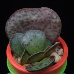 Adromischus trigynus