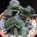 Adromischus trigynus body