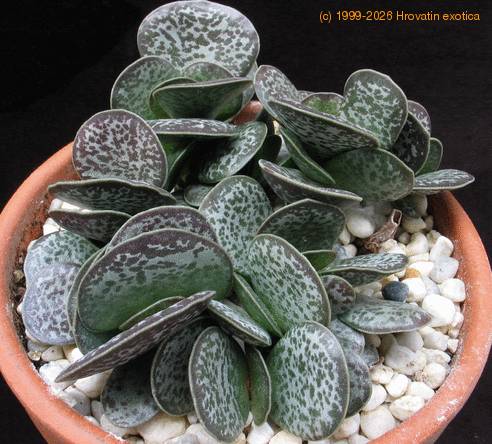 Adromischus trigynus body