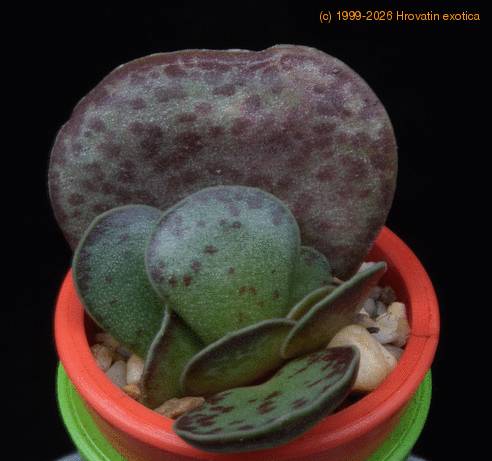 Adromischus trigynus MOP