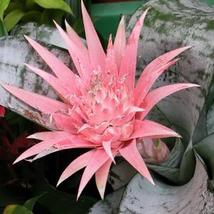 Aechmea fasciata