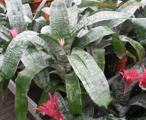 Aechmea fasciata