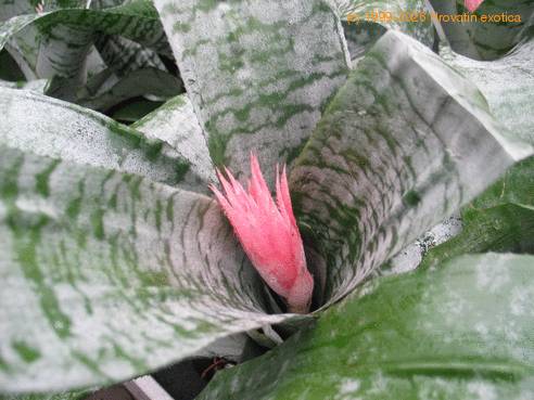 Aechmea fasciata flo