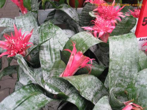 Aechmea fasciata group