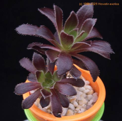 Aeonium arboreum MOP