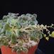 Aeonium bethencourtianum SIb