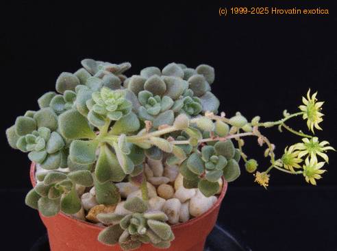Aeonium bethencourtianum SIb