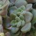 Aeonium bethencourtianum SIl