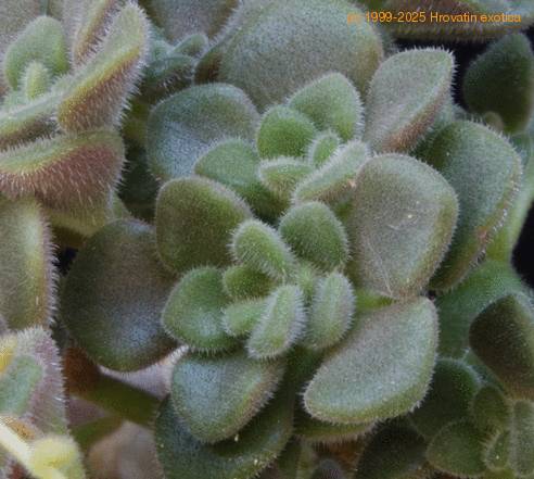 Aeonium bethencourtianum SIl
