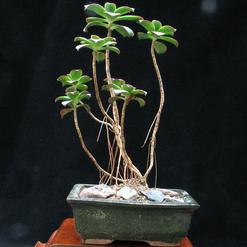 Aeonium gomerense