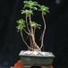 Aeonium gomerense