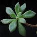 Aeonium lindleyi 1