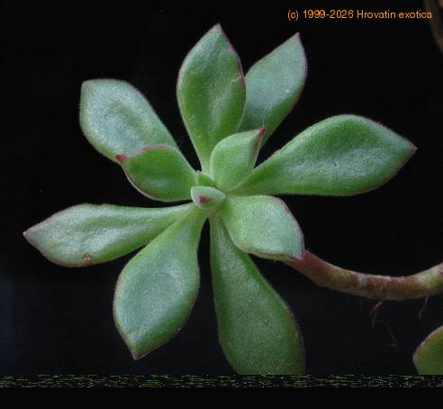 Aeonium lindleyi 1