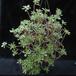 Aeonium lindleyi 2