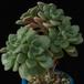 Aeonium lindleyi  2 