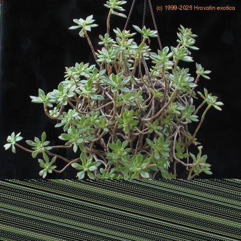 Aeonium lindleyi 2