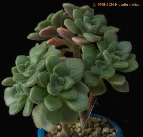 Aeonium lindleyi  2 