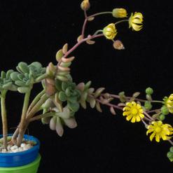 Aeonium lindleyi