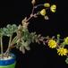 Aeonium lindleyi