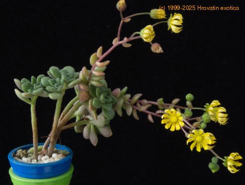 Aeonium lindleyi