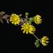 Aeonium lindleyi viscatumf