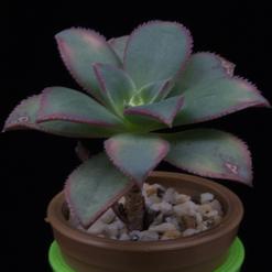 Aeonium urbicum