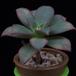 Aeonium urbicum MOP