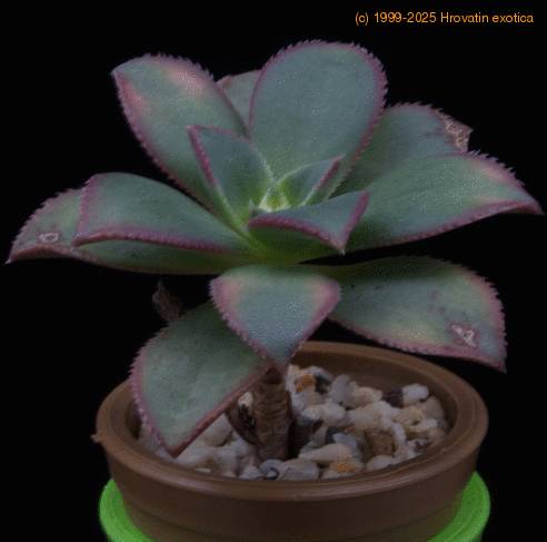 Aeonium urbicum MOP